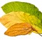 タバコの葉　バージニア種